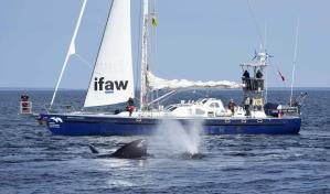 Buscan en EE.UU. imponer normas sobre velocidad de buques para salvar ballenas