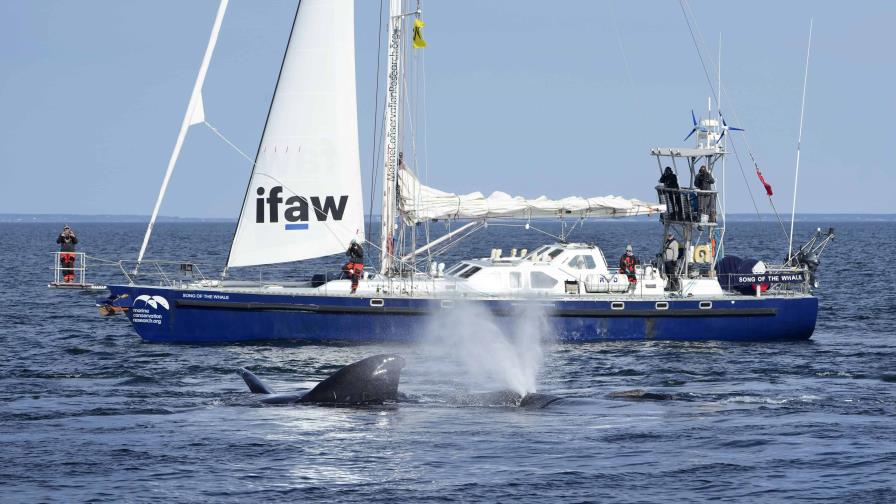 Buscan en EE.UU. imponer normas sobre velocidad de buques para salvar ballenas