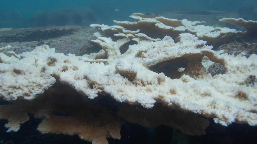 En dos años se perdió cerca de un 50 % de la cobertura coralina en la región este