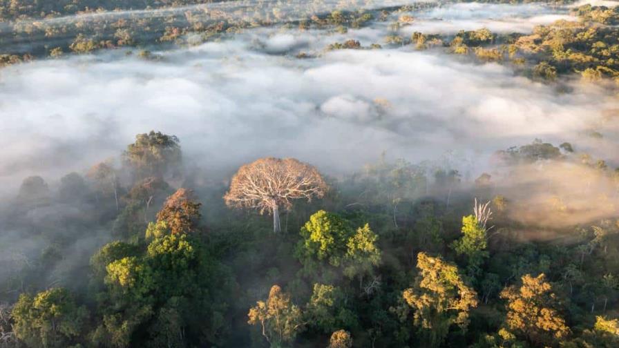 La mitad de la Amazonía puede desaparecer en 2050 y alterar el clima de toda la Tierra