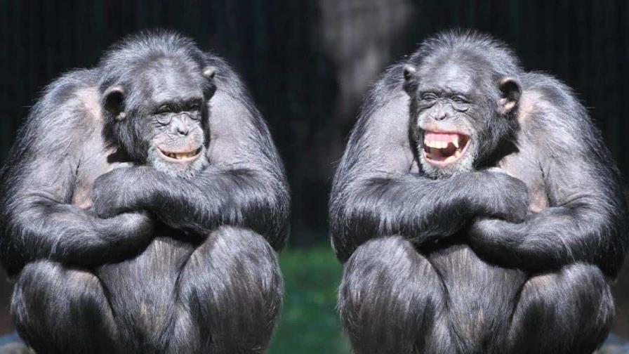 Los grandes simios, como los humanos, provocan a sus compañeros en broma