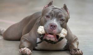 ¿Debe prohibirse la tenencia y crianza de los perros Pitbull?