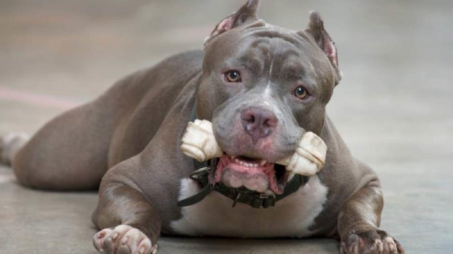 ¿Debe prohibirse la tenencia y crianza de los perros Pitbull?