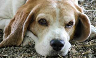 Todo lo que necesitas saber sobre la longevidad de los perros