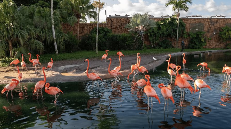 Los bellos flamencos del Zoológico de Miami pasan sus exámenes anuales de salud