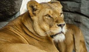 Batalla judicial en India por leona que lleva el nombre de una deidad hindú