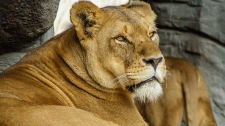 Batalla judicial en India por leona que lleva el nombre de una deidad hindú