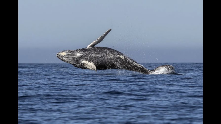 El calentamiento global está provocando un aumento de ballenas varadas en el oeste japonés