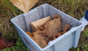 Liberan los primeros tres millones de machos estériles para erradicar la mosca del Mediterráneo