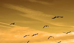 Las aves modernas evolucionaron antes de la extinción de los dinosaurios, según un estudio