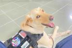 Caninos de la Embajada EEUU evitan salida de productos con cerdo desde aeropuertos de RD Caninos de la Embajada EEUU evitan salida de productos con cerdo desde aeropuertos de RD