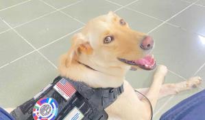 Caninos de la Embjada EEUU evitan salida de productos con cerdo desde aeropuertos de RD
