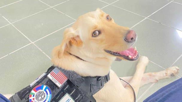 Caninos de la Embajada EEUU evitan salida de productos con cerdo desde aeropuertos de RD
