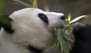 China planea enviar pandas al Zoo de San Diego y retomar su diplomacia de conservación