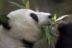 China planea enviar pandas al Zoo de San Diego y retomar su diplomacia de conservación