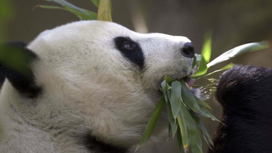 China planea enviar pandas al Zoo de San Diego y retomar su diplomacia de conservación