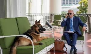 El perro de Biden, ha mordido a más de 20 de agentes del servicio secreto