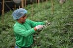 Alemania legaliza la posesión y el consumo del cannabis con restricciones Alemania legaliza la posesión y el consumo del cannabis con restricciones