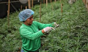 Alemania legaliza la posesión y el consumo del cannabis con restricciones