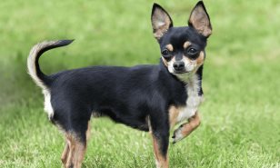 La importancia de una dieta balanceada para tu chihuahua
