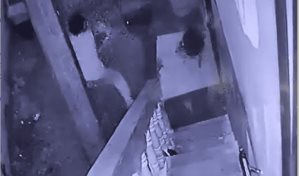 Hombre mata un perro a machetazos en Los Girasoles; exigen su apresamiento