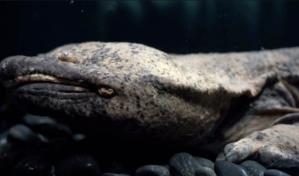 Jap&oacute;n halla ejemplares del anfibio m&aacute;s grande del mundo, casi extinguido en la naturaleza