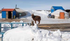 Más de dos millones de cabezas de ganado mueren por el frío extremo en Mongolia