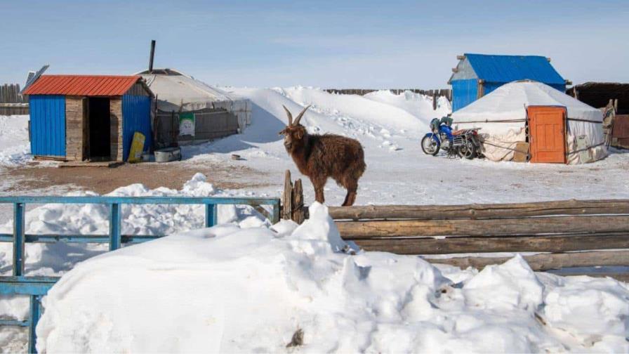 Más de dos millones de cabezas de ganado mueren por el frío extremo en Mongolia