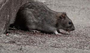 Una rata deja en tierra un Airbus de SriLankan Airlines durante tres d&iacute;as
