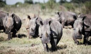 Collares con inteligencia artificial para proteger a los rinocerontes en Sudáfrica