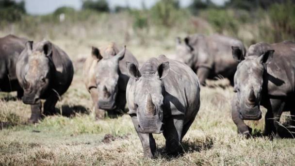 Collares con inteligencia artificial para proteger a los rinocerontes en Sudáfrica