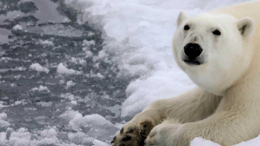 Los osos polares, en peligro por el deshielo causado por el cambio climático