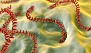 Puerto Rico reporta 35 muertes en 2023 vinculadas a casos de leptospirosis