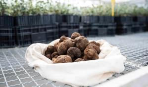 La trufa negra de la España vaciada cruza el charco y llega a Nueva York