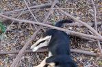 Envenenan varios perros en Jinamagao provincia Valverde