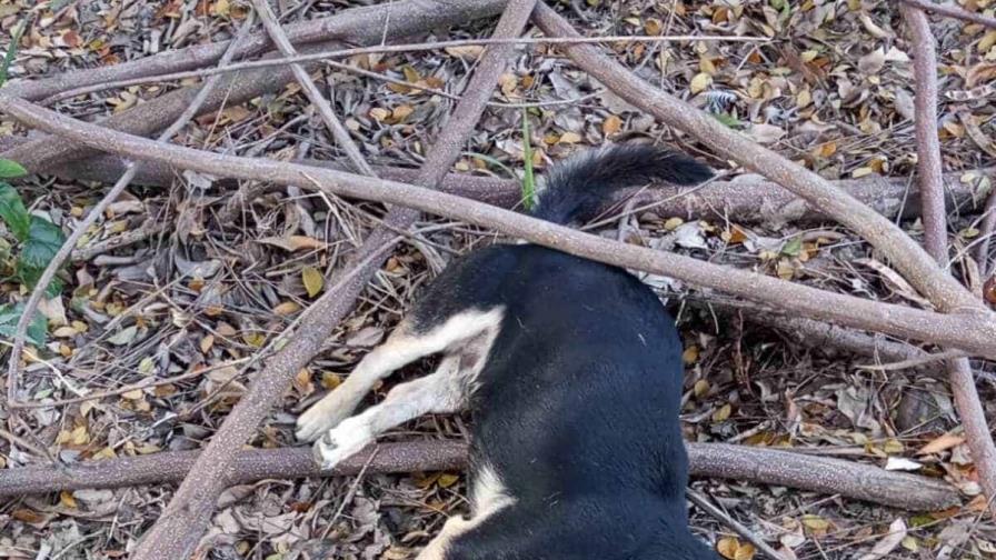 Envenenan varios perros en Jinamagao provincia Valverde