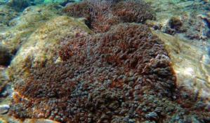 República Dominicana activa red de vigilancia por coral invasor