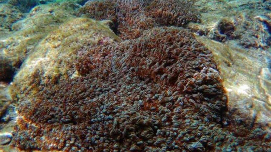 República Dominicana activa red de vigilancia por coral invasor