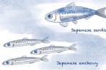 El cambio climático hace perder peso a los peces El cambio climático hace perder peso a los peces
