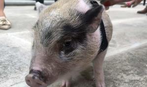 Adoptan e indultan a un cerdito que era arrojado como balón de fútbol en EE.UU.