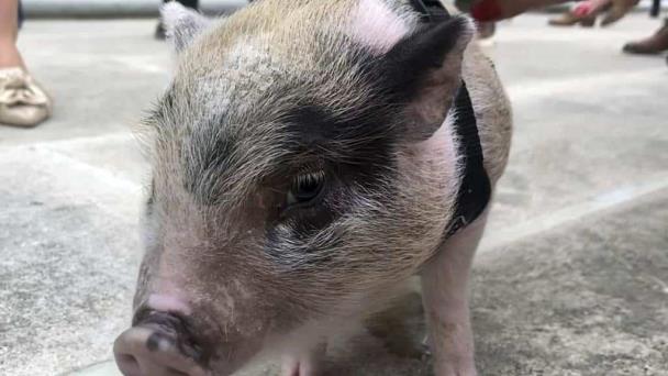 Adoptan e indultan a un cerdito que era arrojado como balón de fútbol en EE.UU.