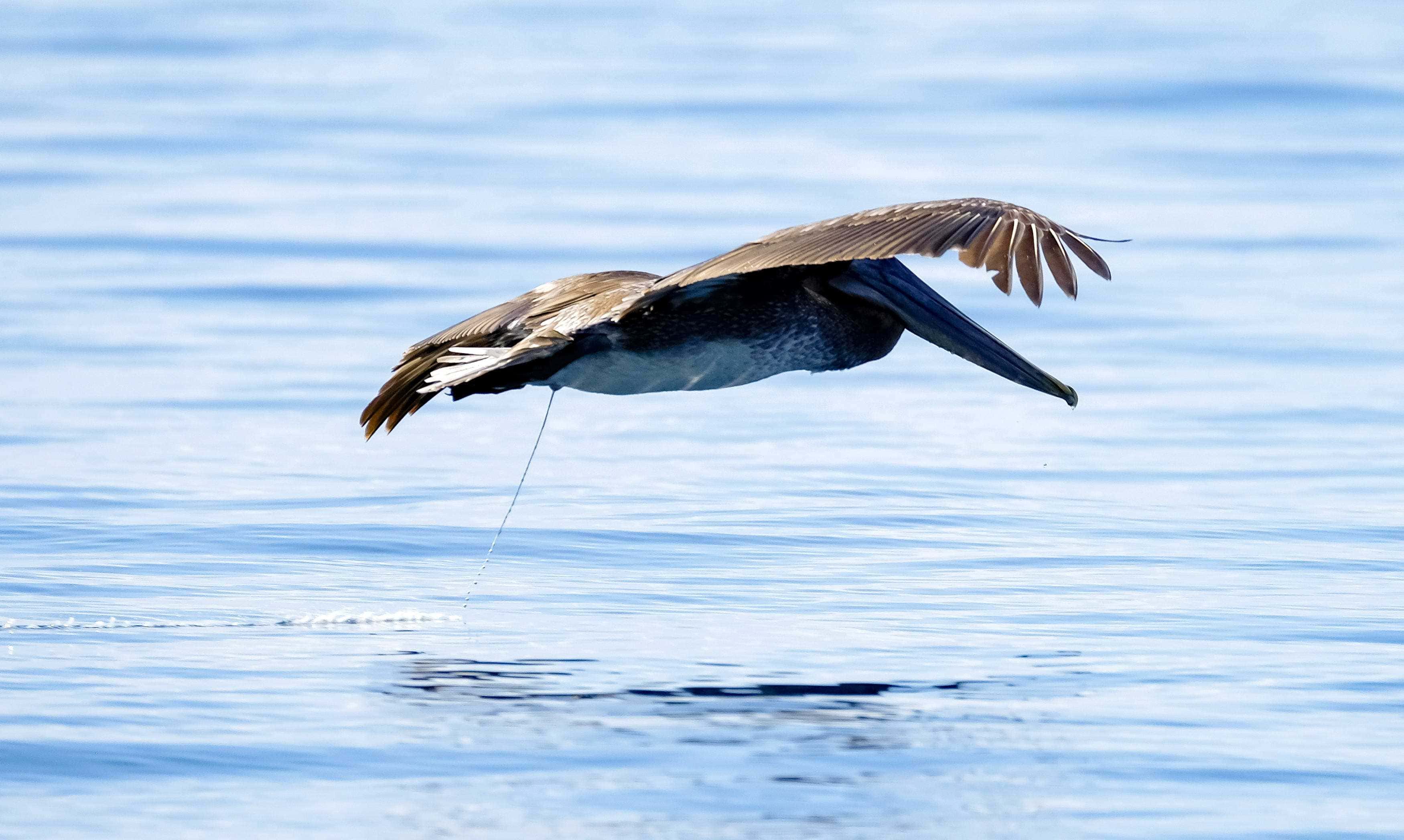 Un pelícano sobrevuela las aguas del Golfo Dulce