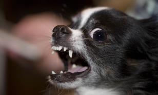 Soluciones efectivas para acabar con el ladrido constante de tu chihuahua