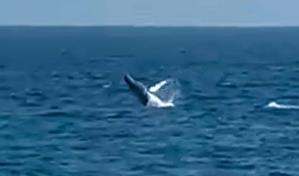 Avistan ballena desde el malec&oacute;n de Santo Domingo