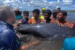 Rescatan a más de 200 delfines que quedaron varados en una playa del noroeste de Venezuela Rescatan a más de 200 delfines que quedaron varados en una playa del noroeste de Venezuela