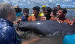 Rescatan a más de 200 delfines que quedaron varados en una playa del noroeste de Venezuela