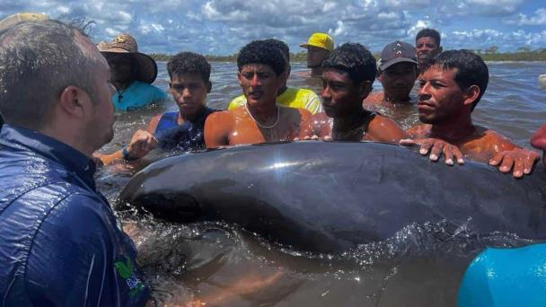 Rescatan a más de 200 delfines que quedaron varados en una playa del noroeste de Venezuela