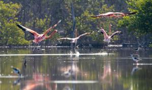 Liberan a 44 flamencos en Montecristi