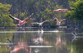Liberan a 44 flamencos en Montecristi