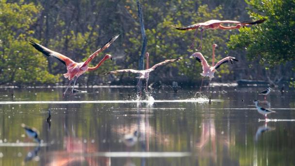 Liberan a 44 flamencos en Montecristi